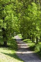 Spring road . countryside photo