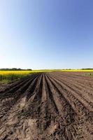 Agriculture. rapeseed field photo