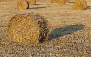 straw stack  . cereals photo