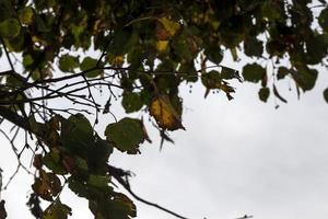 linden autumn, close up photo