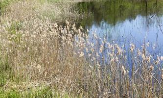 autumn lake, close up photo