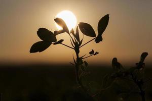 atardecer otoño, primer plano foto