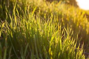 new sprouts of wheat photo