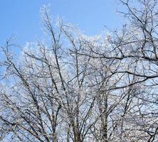 árboles en una colina de invierno foto