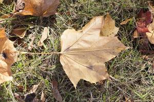 fallen leaves on the ground photo