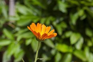 caléndula naranja, primer plano foto