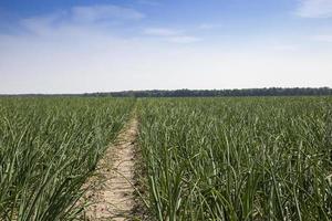 field with green onions photo