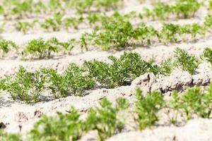 Field with carrot photo