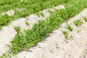 Field with carrot photo