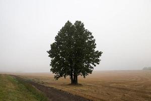 tree in the field photo