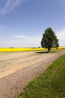 tree in the field photo