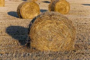 Stack of straw photo