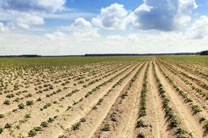 potato field . furrow photo