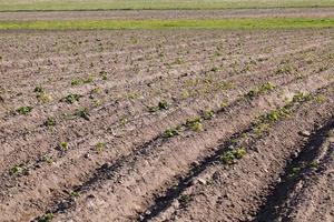 Potato sprouts. field. photo