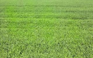 sprouts of wheat photo