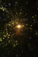 sol brillando a través de los árboles foto