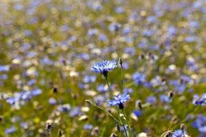 cornflowers close up photo