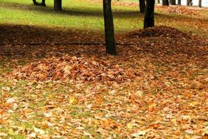 fallen leaves. City Park. photo