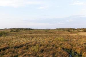 swamp and yellow grass photo