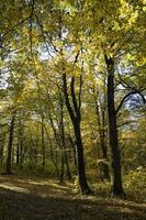 deciduous trees in the autumn photo