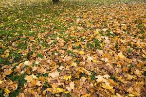 yellowed trees, close up photo