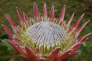 Gorgeous Pink Spikey Protea Flower Blossoms in a Garden photo