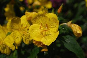 gotas de rocío que se aferran a una flor de onagra amarilla foto