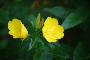 brotes y flores de onagra en un jardín foto