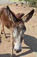 Long Fluffy Ears of a Donkey in Aruba photo