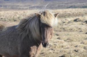 Gorgeous Face of an Icelandic Horse photo