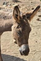 Fluffy Brown Donkey with Hay on His Ear photo