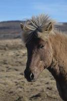 Icelandic Horse with a Mohawk photo