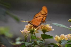 Two Adorable Orange Gulf Fritillary Butterlies in Nature photo