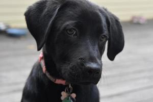 Precious Face of a Black Lab Puppy Dog photo