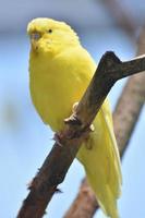 adorable periquito amarillo en la naturaleza foto