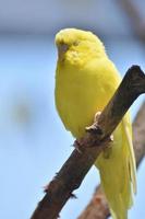 hermoso rostro de un pájaro periquito amarillo foto