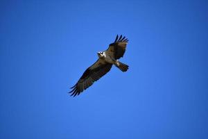 plumas erizadas en un pájaro águila pescadora en vuelo foto