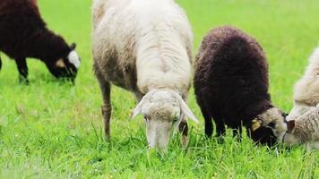 Domestic brown sheep eat grass in pasture. Breeding animals on farm. Flock of sheep is nibbling green grass in field. Rural life in countryside. video