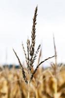 field with mature corn photo