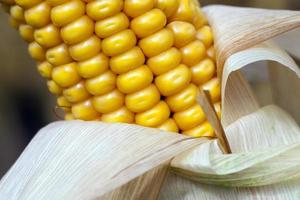 maíz maduro, otoño foto