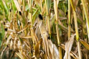 field with mature corn photo