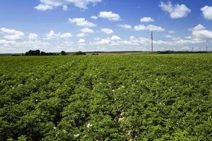 potato field , Belarus photo