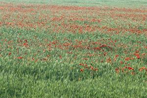 blooming red poppies photo