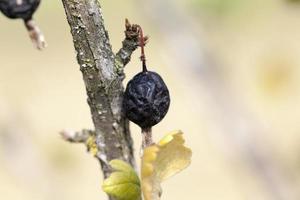 dried berries harvest photo