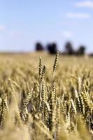 cereales de campo de granja foto