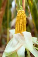 mature corn crop photo