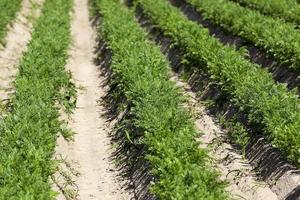 Field with carrot photo