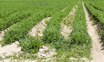 Field with carrot photo