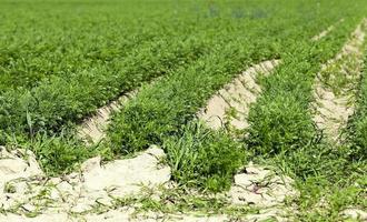 Field with carrot photo