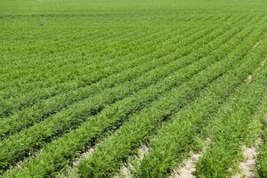 Field with carrot photo